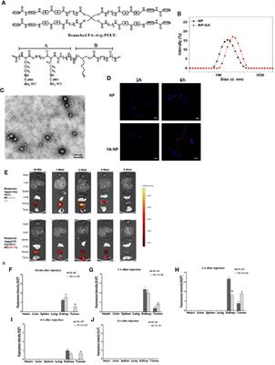 Targeted Chinese Medicine Delivery by A New Family of Biodegradable Pseudo-Protein Nanoparticles for Treating Triple-Negative Breast Cancer: In Vitro and In Vivo Study